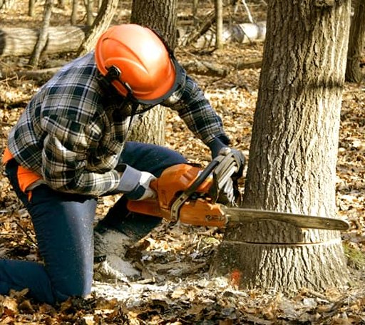 Tree Removal in Bryan, TX